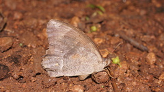 Taygetina weymeri