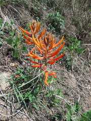 Erythrina leptorhiza