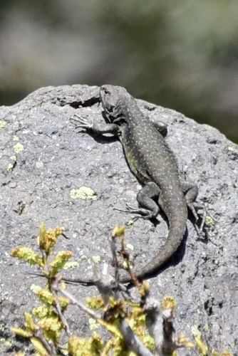 Liolaemus villaricensis