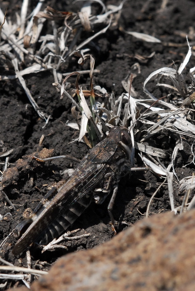 Acorypha pulla