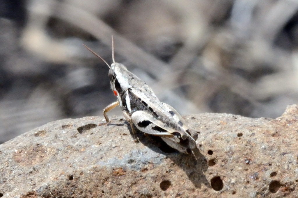 Catantops stramineus