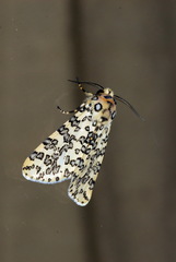 Alpenus