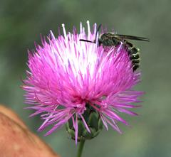 Colpa quinquecincta