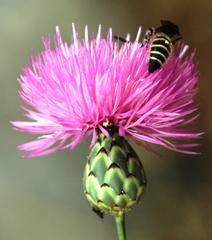 Colpa quinquecincta