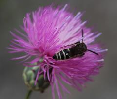 Colpa quinquecincta