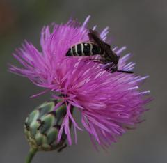 Colpa quinquecincta