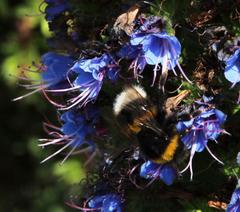 Bombus terrestris lusitanicus