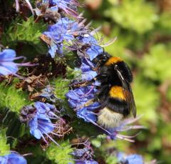 Bombus terrestris lusitanicus