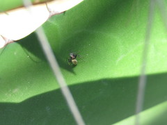 Camponotus rubrithorax