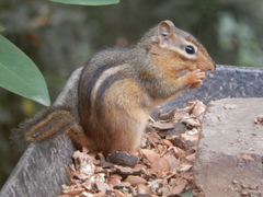 Tamias striatus