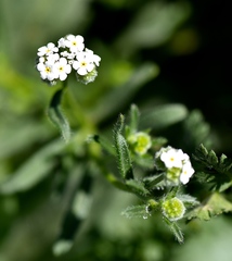 Plagiobothrys parishii