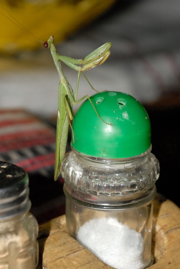 Sphodromantis gracilicollis from Arsi, Éthiopie on October 26, 2016 at