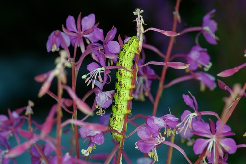 White-lined sphinx