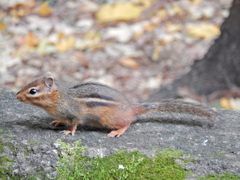Tamias striatus