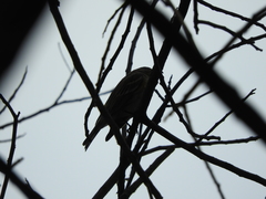 Passeriformes