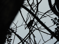 Passeriformes