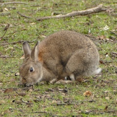Oryctolagus cuniculus