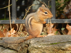 Tamias striatus