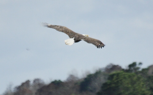 Haliaeetus leucocephalus image