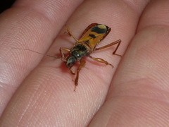 Ectomocoris