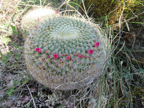 Mammillaria muehlenpfordtii