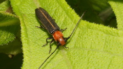 Dylobolus rotundicollis