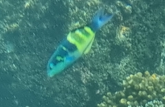 Jansen's Wrasse photo 3