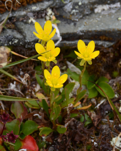 Marsh Saxifrage