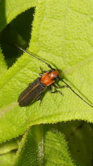 Dylobolus rotundicollis