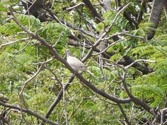 Columbina inca
