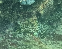 Barred-Chest Grouper photo 1