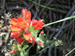 Castilleja scorzonerifolia