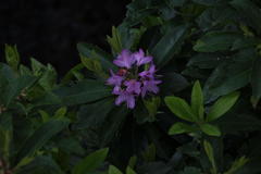 Rhododendron ponticum
