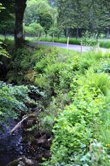 Rhododendron ponticum