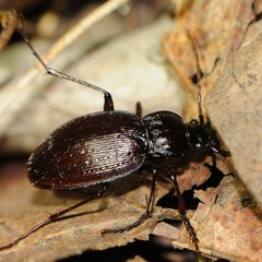 Carabus goryi