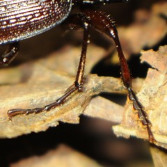 Carabus goryi