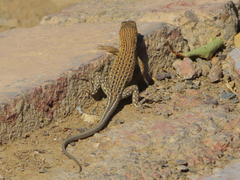 Strauch's Racerunner photo 3