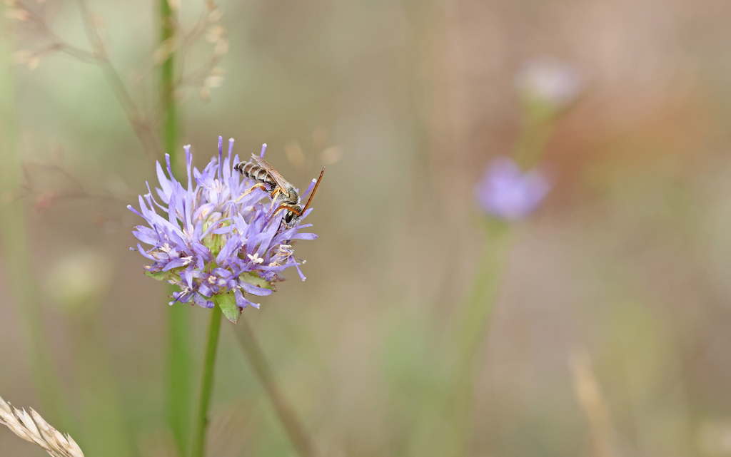 Halictus leucaheneus