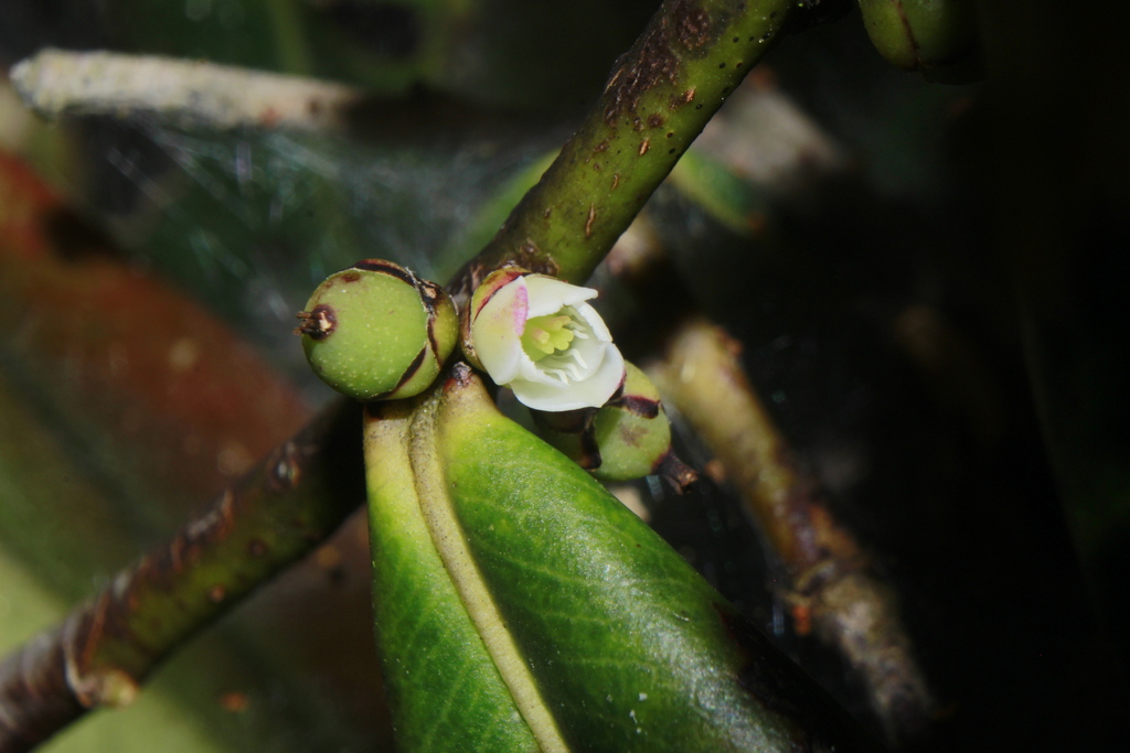 Freziera bonplandiana