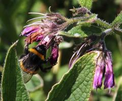 Symphytum × uplandicum