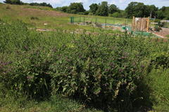 Symphytum × uplandicum