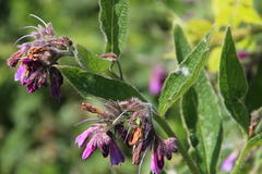 Symphytum × uplandicum