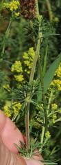 Galium verum