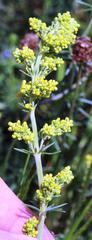 Galium verum