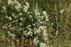 Galium saxatile
