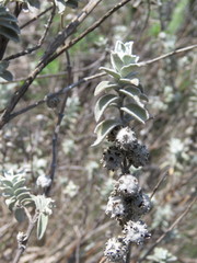 Buddleja marrubiifolia