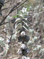 Buddleja marrubiifolia
