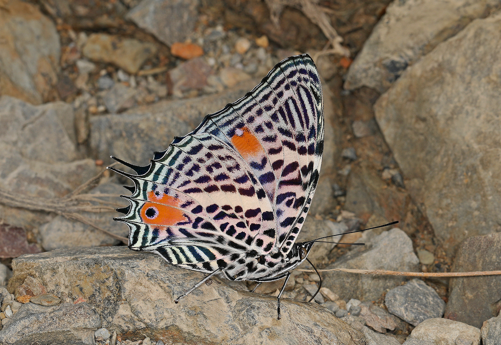 Baeotus beotus