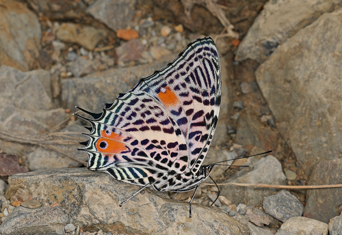 Baeotus beotus