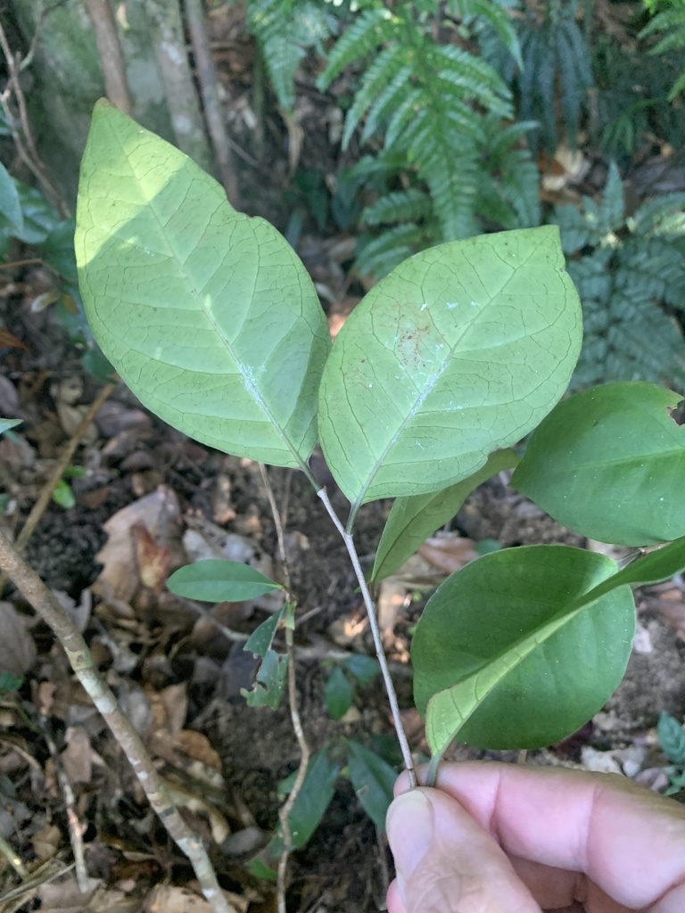 Embelias from Eungella National Park, Eungella, QLD, AU on June 27 ...